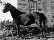 /i/oldhorse/tn_brunette3.jpg