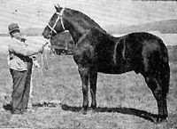 /i/oldhorse/tn_pch2.jpg