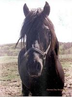 /i/other horses/tn_lalou.jpg